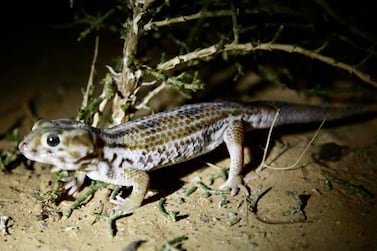 The wonder gecko is critically endangered in the UAE due to fragmented habitat. A Boudier