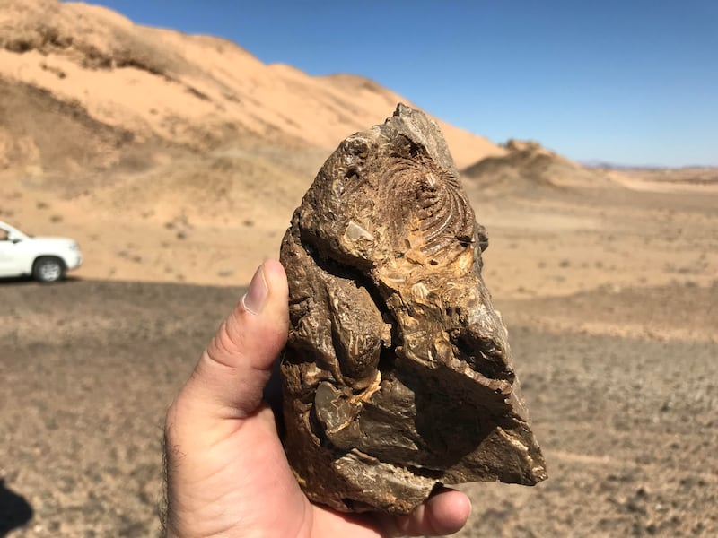 Findings by SGS paleontologists on the Red Sea coast include the bones of an giant lizard. Photo: Red Sea Development Company