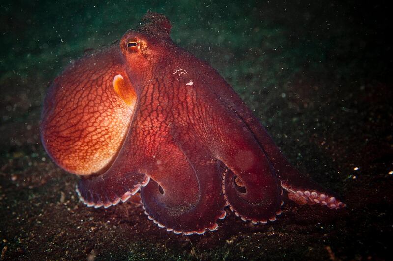 Indonesia, North Sulawesi, Gangga Island, Margined octopus. Getty Images