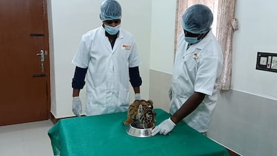 The cubs are under the care of the forest department at a veterinary hospital. They were dehydrated but their condition is improving. Photo: Forest Department