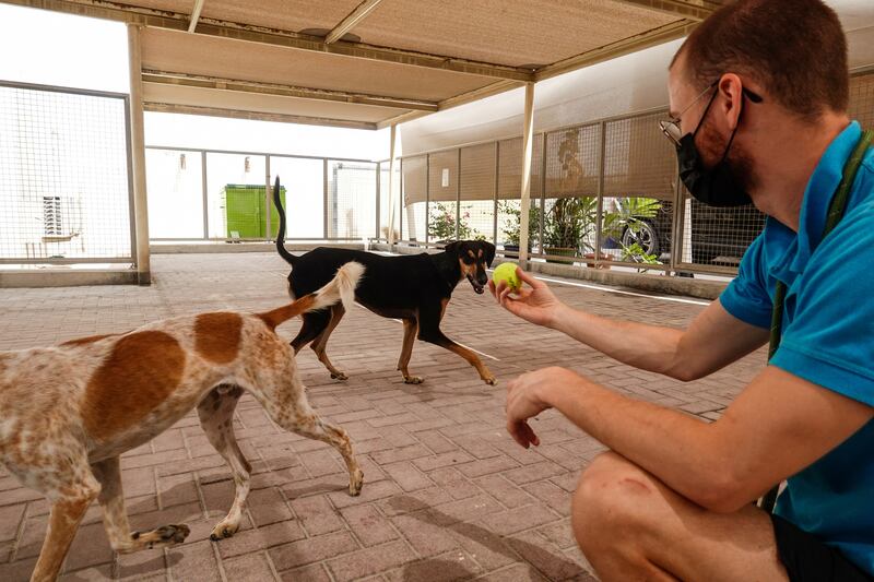 A volunteer plays with dogs at the K9 Friends shelter in Dubai. Reuters