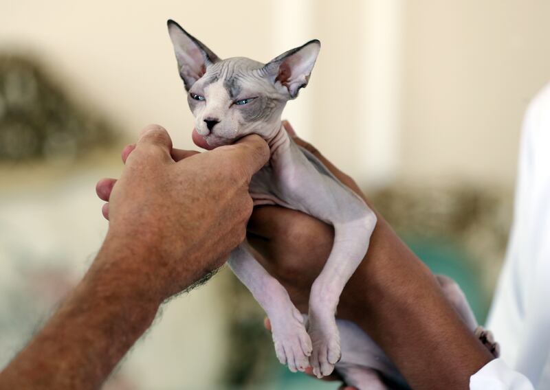 Daemon the sphinx cat is unperturbed by the new addition to the family.