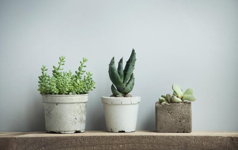 Greener succulents tend to thrive indoors, while orange and purple ones prefer an outdoor setting. iStockphoto.com