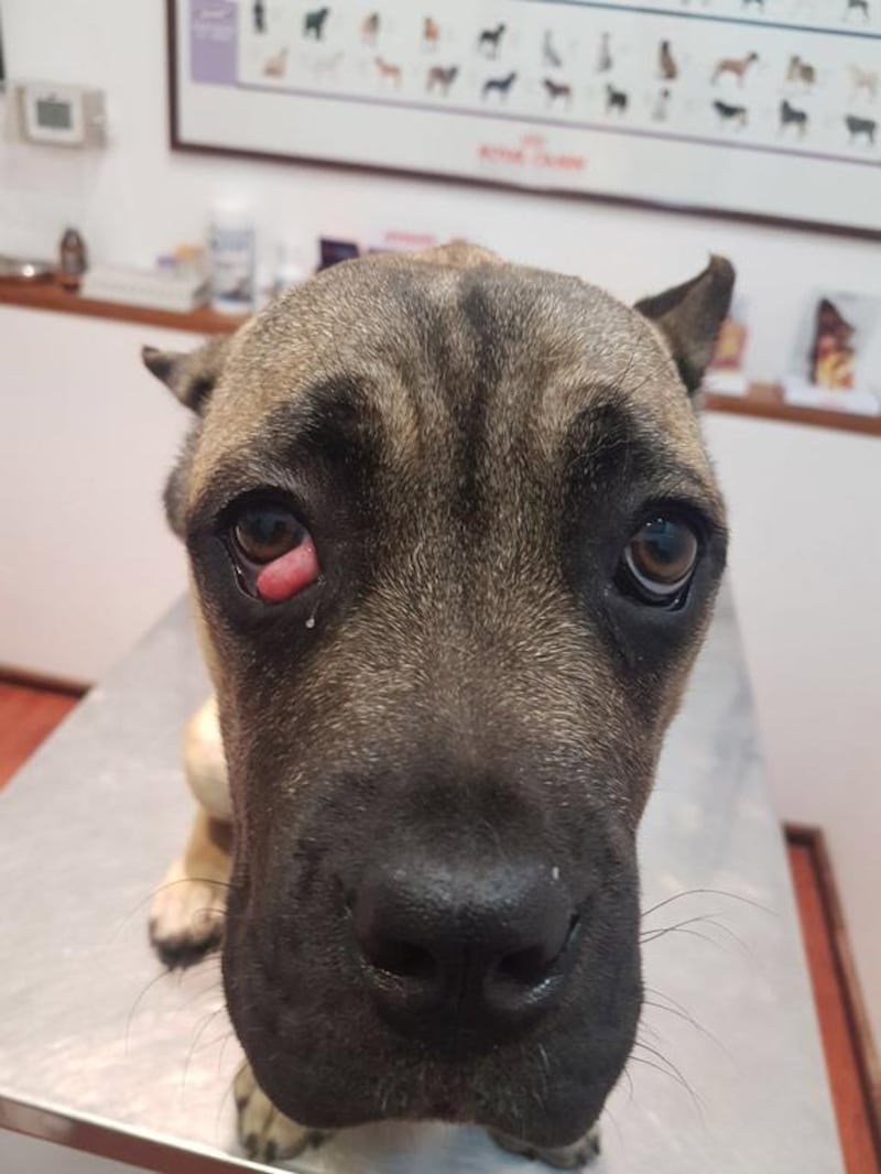 A dog found abandoned with terrible injuries on Yas Island is believed to be evidence of a local fighting ring, according to vets. Courtesy Animal Welfare Abu Dhabi