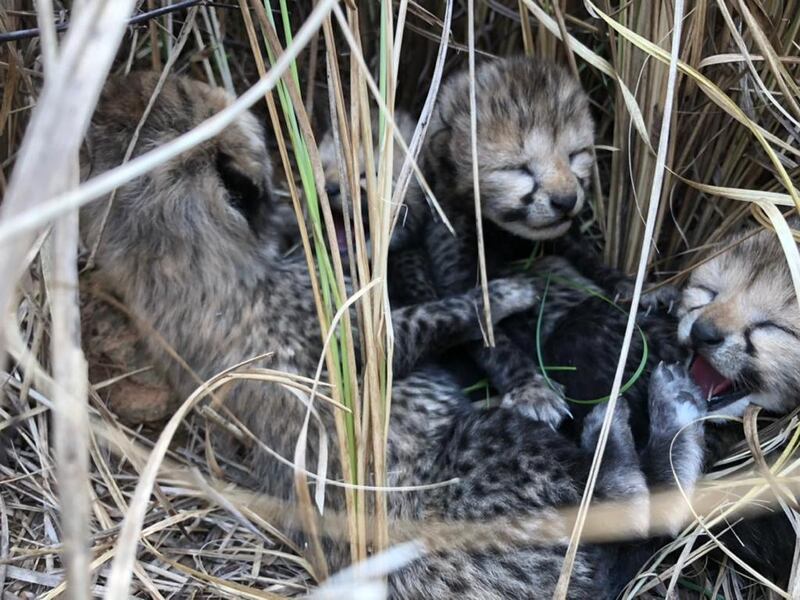 Four cubs were born to one of the cheetahs translocated to India from Namibia. Photo: Ministry for Environment, Forest & Climate Change