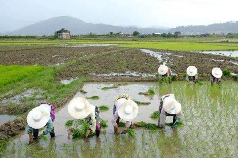 Career opportunities in China's agriculture sector are diversifying as small plots previously managed by peasants are being amalgamated into larger business ventures. Andrew Wong / Reuters