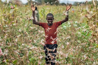 A farmer's son raises his arms as he is surrounded by desert locusts while trying to chase them away from his crops, in Katitika village, Kitui county, Kenya. AP Photo