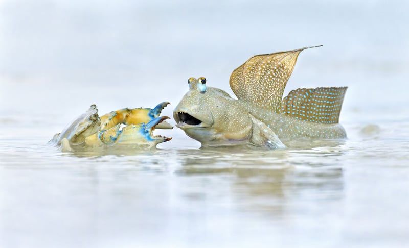 Neighbourhood Dispute by Ofer Levy, of a mudskipper fiercely defending its territory from a trespassing crab in Roebuck Bay, Australia
