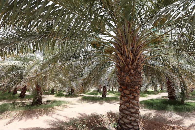 AL AIN , UNITED ARAB EMIRATES : July 18 , 2013 :- View of the date palm tree at Al Dahra farm in Al Ain. ( Pawan Singh / The National ) . For Business. Story by Tom Arnold *** Local Caption ***  PS1807- DAHRA FARM20.jpg