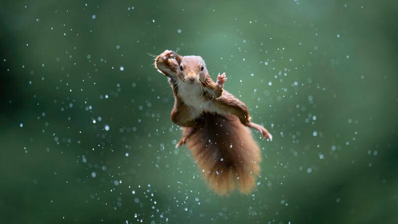 Highly Commended - Jumping Jack by Alex Pansier. Photo: Alex Pansier / Comedy Wildlife 2022