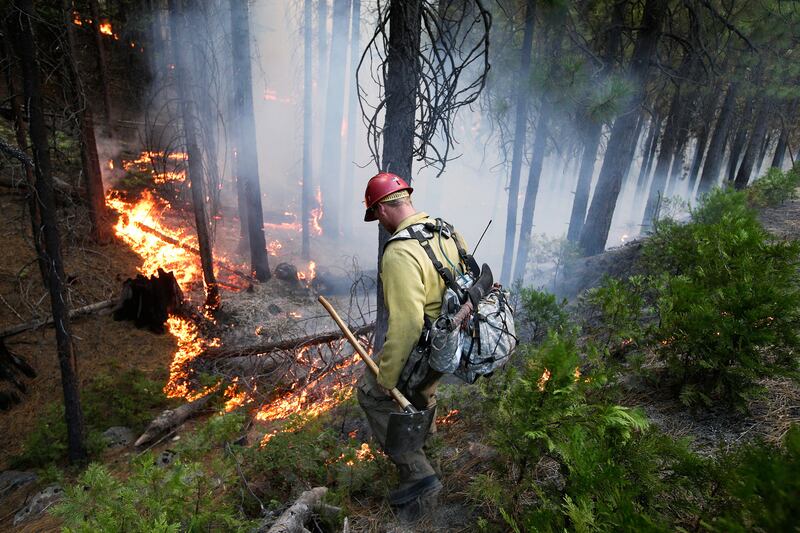 Firefighter Russell Mitchell monitors a back burn during the Rim Fire near Yosemite National Park, Calif., on Tuesday, Aug. 27, 2013. Unnaturally long intervals between wildfires and years of drought primed the Sierra Nevada for the explosive conflagration chewing up the rugged landscape on the edge of Yosemite National Park, forestry experts say. The fire had ravaged 282 square miles by Tuesday, the biggest in the Sierra's recorded history and one of the largest on record in California. (AP Photo/Jae C. Hong) *** Local Caption ***  Western Wildfire Yosemite.JPEG-0c538.jpg