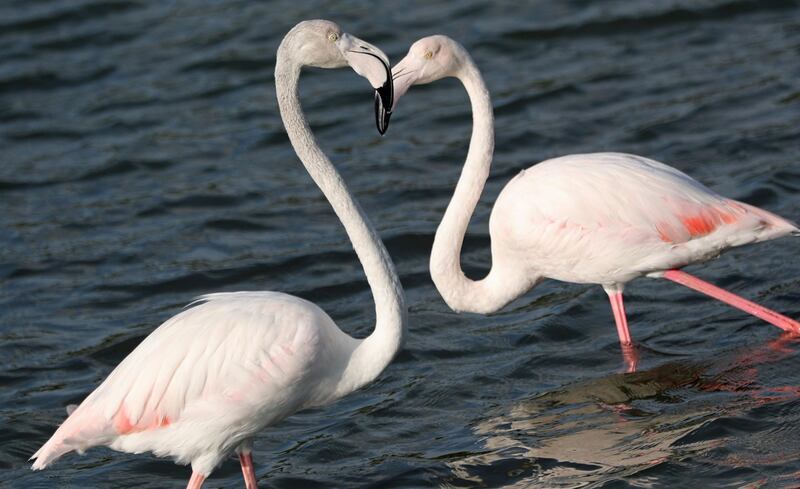Flamingos gather at Ras Al Khor Wildlife Sanctuary in Dubai. EPA