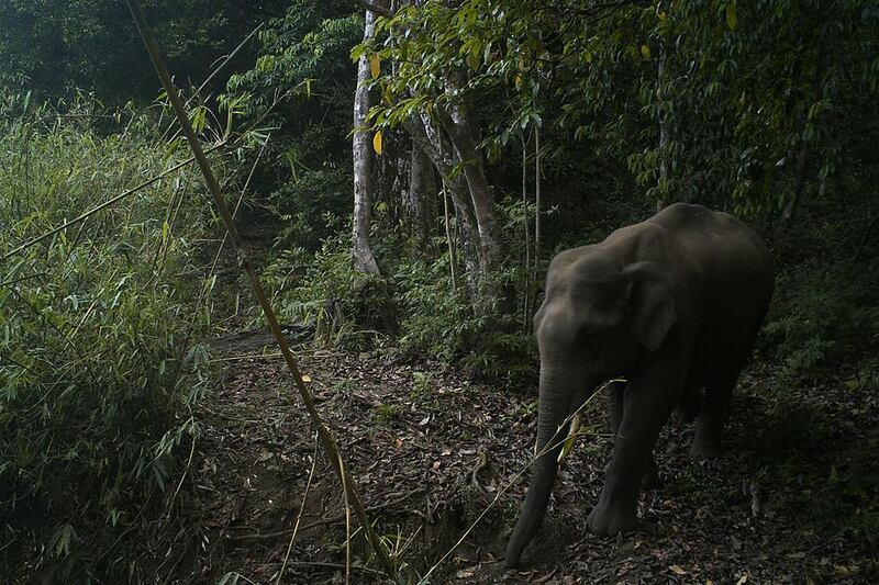 A young elephant at Sai Sanctuary. Courtesy Sai Sanctuary