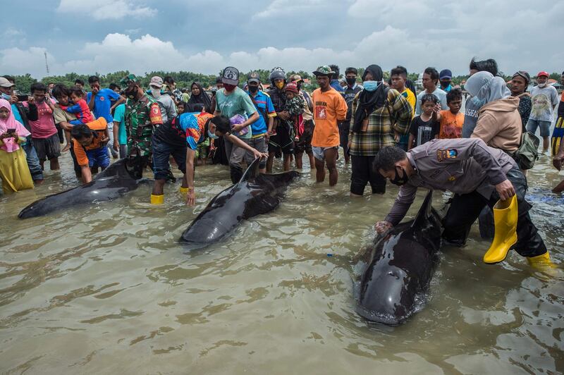 People try to save short-finned pilot whales beached in Bangkalan, Madura island, Indonesia. About 49 pilot whales died after a mass stranding on the coast of Java. AFP