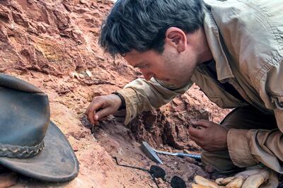 Nizar Ibrahim, paleontologo, esploratore NGS e leader della spedizione, controlla e analizza un pezzo di roccia durante il lavoro sul sito di scavo dello spinosauro. La spedizione paleontologica nel deserto del Tafilalet e del Kem Kem nel Marocco sud-orientale è stata organizzata dalla National Geographic Society insieme al Museo di Storia Naturale di Milano per mettere in sicurezza il sito di scavi in cui sono state trovate le ossa di Spinosauro, il più grande dinosauro carnivoro mai esistito. 
--
Nizar Ibrahim, paleontologist, NGS explorer and leader of the expedition, checks and clean a piece of rock on the excavation site of the spinosaurus. The paleontological expedition in the desert of Tafilalet and Kem Kem in south-eastern Morocco was organized by the National Geographic Society along with the Natural History Museum of Milan, to secure the excavation site were the bones of a Spinosaurus, the largest carnivorous dinosaur ever existed, were found.