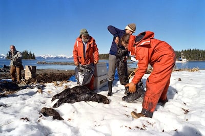 Dead oil-soaked sea otters found on Green Island in Prince Williams Sound after the Exxon Valdez tanker ran aground