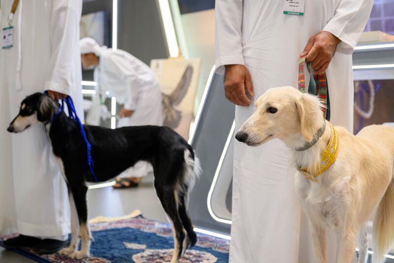 Salukis, dogs that hunt by sight rather than scent, on show at Adihex. Abdulla Al Neyadi / UAE Presidential Court
