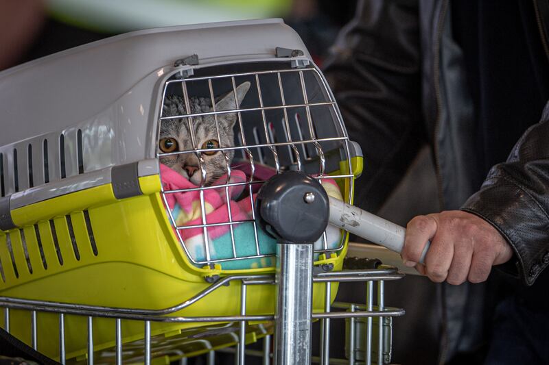 Although there are restrictions on the size and weight of animals allowed on board, the new service was welcome news for pet owners across the country. Getty Images