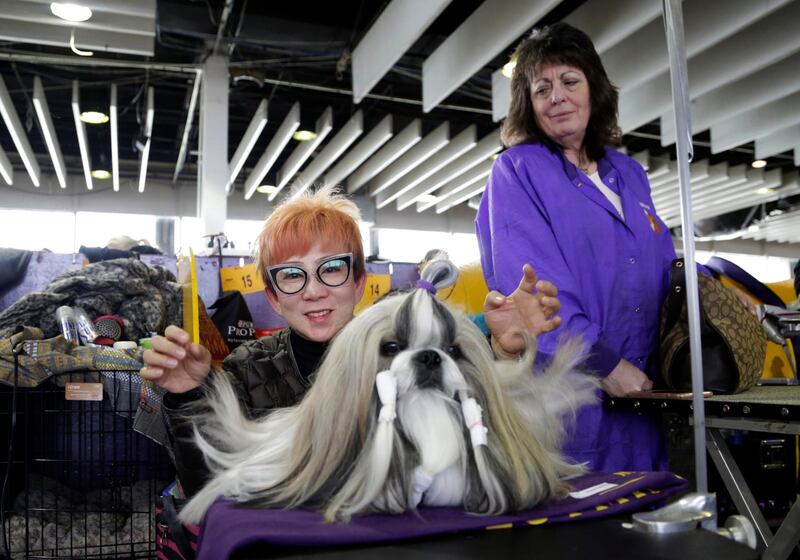 A dog is groomed at the Westminster Kennel Club Dog Show, Monday, Feb. 11, 2019, in New York. (AP Photo/Nat Castaneda)