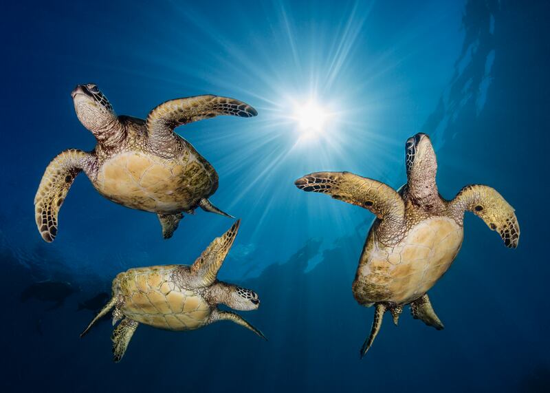 Third place, Conservation Photographer of the Year (HOPE), Renee Capozzola, from Hawaii. Three green sea turtles gather under the sun in Maui.