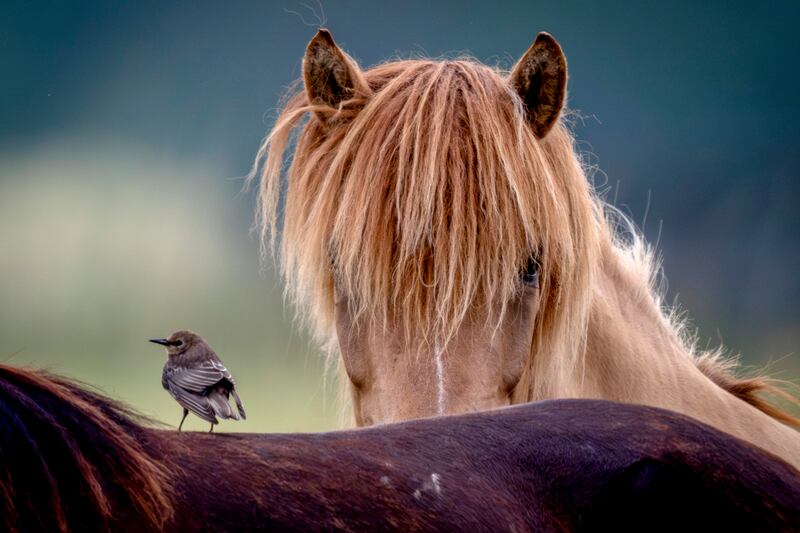 A starling sits on the back of a horse as another looks on at a stud farm in Wehrheim near Frankfurt, Germany. AP