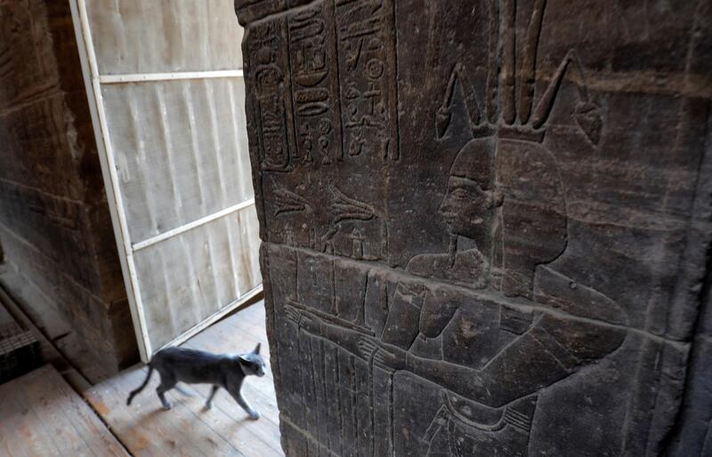 A cat walks beside Egyptian hieroglyphs carved for "Hapi" God of the Nile on the wall at Temple of Philae in Aswan, Egypt. Reuters