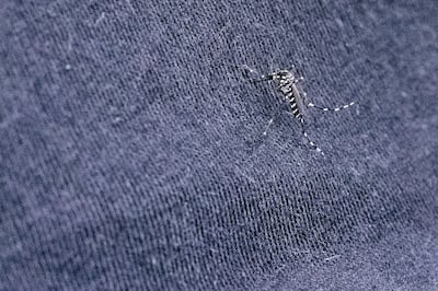 A tiger mosquito is seen on a pair of trousers in Strasbourg, eastern France. AFP