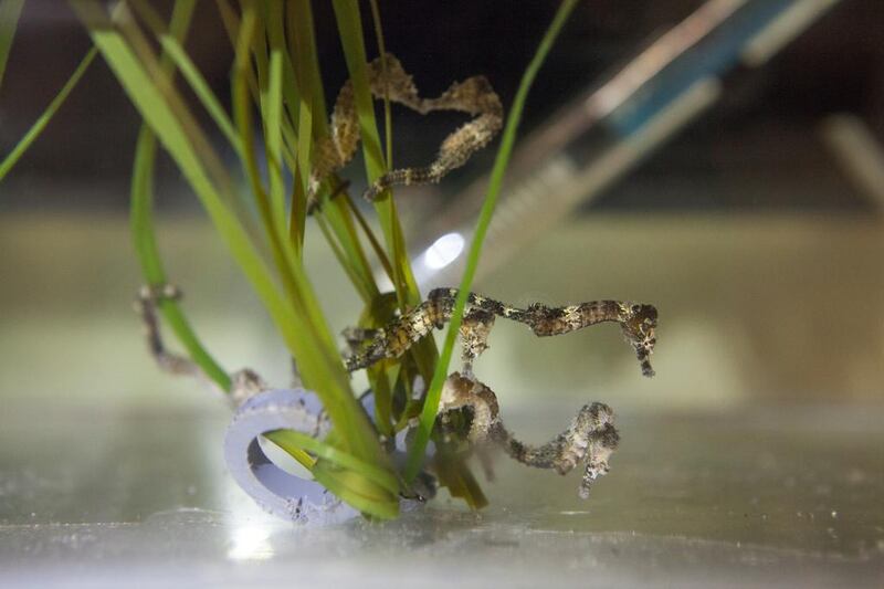 A short video has captured the moment that a three-month long snout seahorse, known as Hippocampus redii, met its six-month old cousin. Courtesy Atlantis The Palm