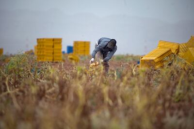 Harvesting potatoes at the Al Ain Wheat Farm. The National