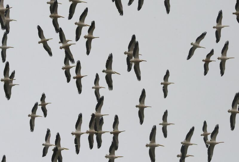 A flock of migrating pelicans flies over mountains surrounding the village of Joun south of Beirut.  AFP