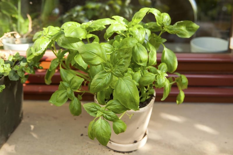 Basil can be grown in the garden or indoors. iStock photo