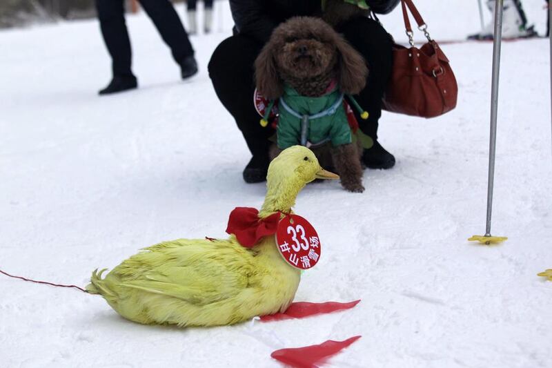 The duck attracts a curious stare from a dog. 