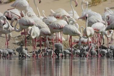 A record 876 flamingo chicks were born during the latest breeding season. Environment Agency Abu Dhabi