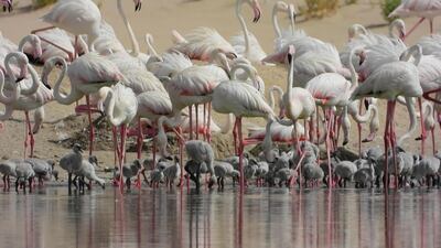 Record 876 flamingo chicks born during 2020 breeding season
