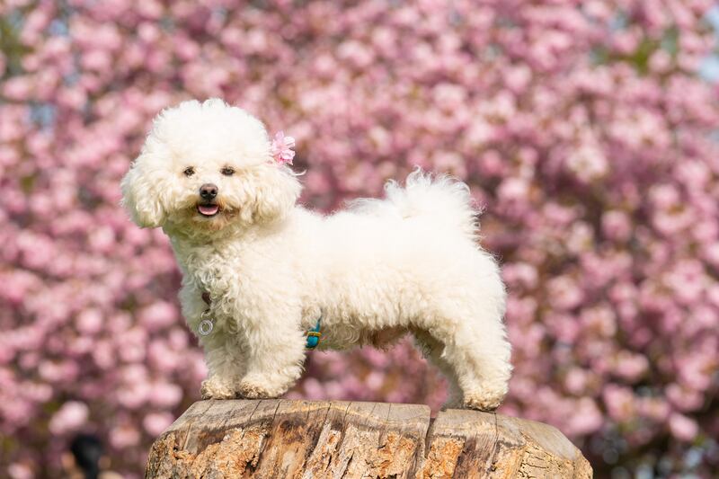 Momo, a 3-year-old bichon frise, seen with cherry blossom in Greenwich Park, London. PA