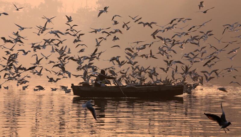 A boatman rows his boat through migratory birds on a foggy morning in the Yamuna River in New Delhi, India. EPA