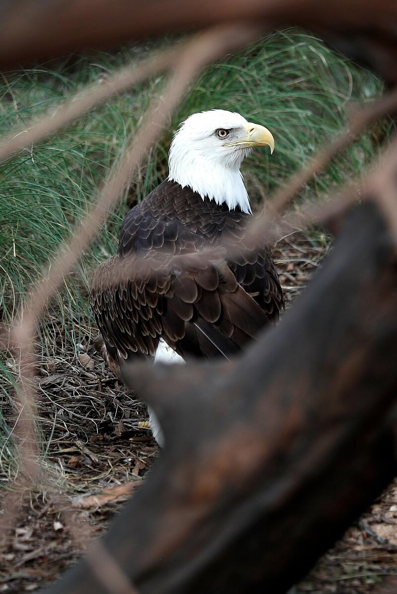 Sally Ride, a Bald Eagle, in her enclosure inside of the Houston Zoo's new Texas Wetlands exhibit in Houston, Texas. AP