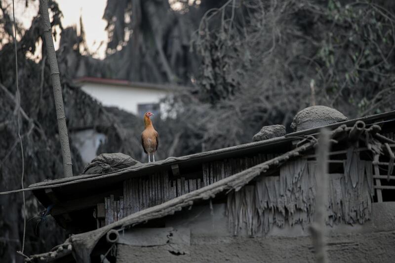 A bird sits atop a roof covered with ashes in Talisay. Reuters