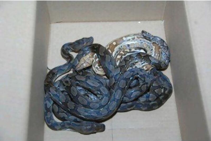 The snakes had no health certification nor confirmation they were not on any endangered list.