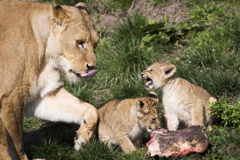 Lion cubs Zuna and Kimani sit in their enclosure next to their mother Tia at the Wildlands zoo in Emmen, the Netherlands, as they are allowed outside for the first time after two months in the nursery.  AFP