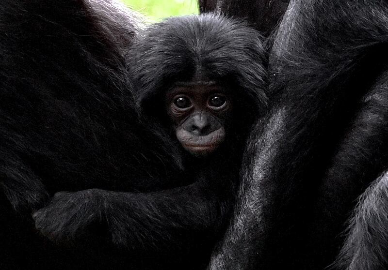 A newborn bonobo baby clings to its mother in the enclosure at the Zoo in Cologne, Germany. EPA