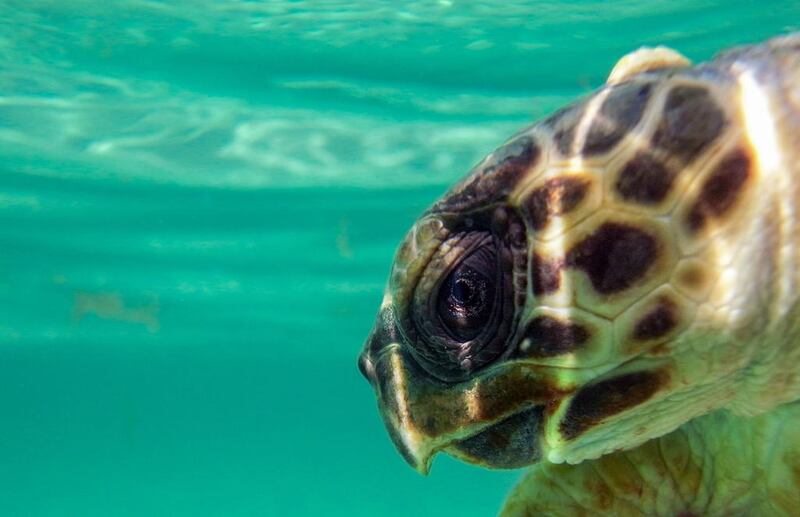 A hawksbill turtle, one of the UAE’s marine species that Maitha and Shamsa Al Hameli are aiming to protect. Courtesy Abu Dhabi Marine Conservation Group