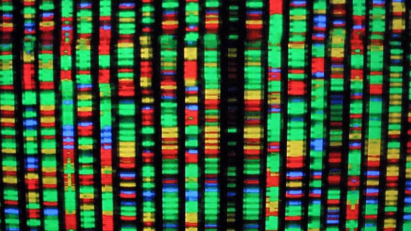 A digital representation of the human genome at the American Museum of Natural History in New York City. Each colour represents one the four chemical compenents of DNA. Mario Tama /Getty Images