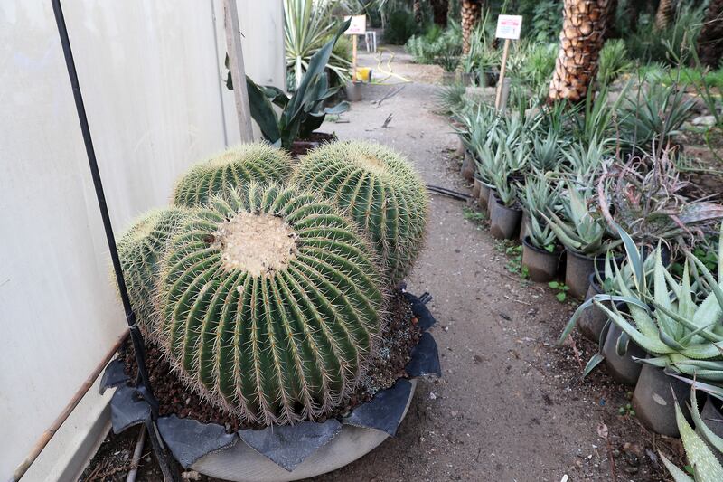 While many plants arrive as small specimens, over time they grow considerably 