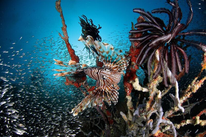 A handout photo of a lion fish at Baa Atoll in the Maldives (Photo by Fabio Giungarelli) *** Local Caption ***  ut26se-maldives-soneva05.jpg