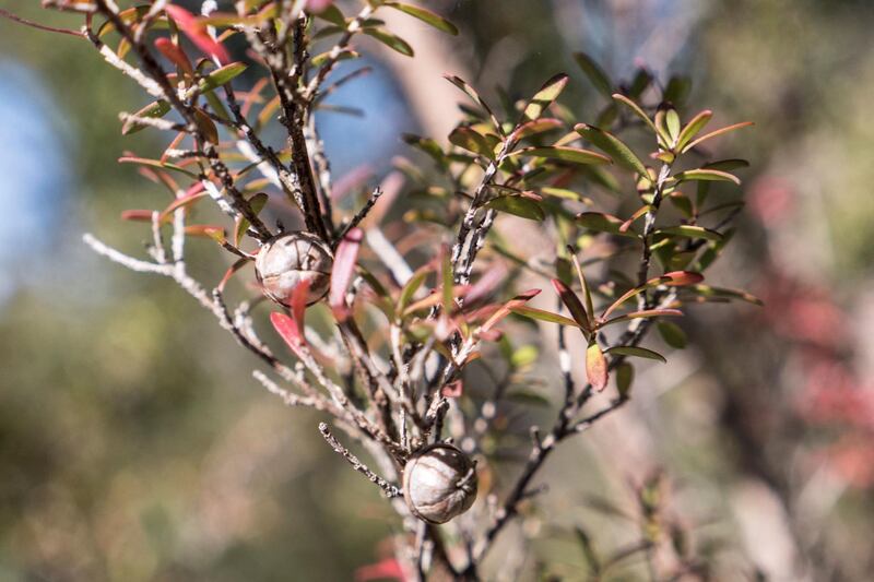 A manuka tree at an apiary in the New South Wales town of Somersby. AFP