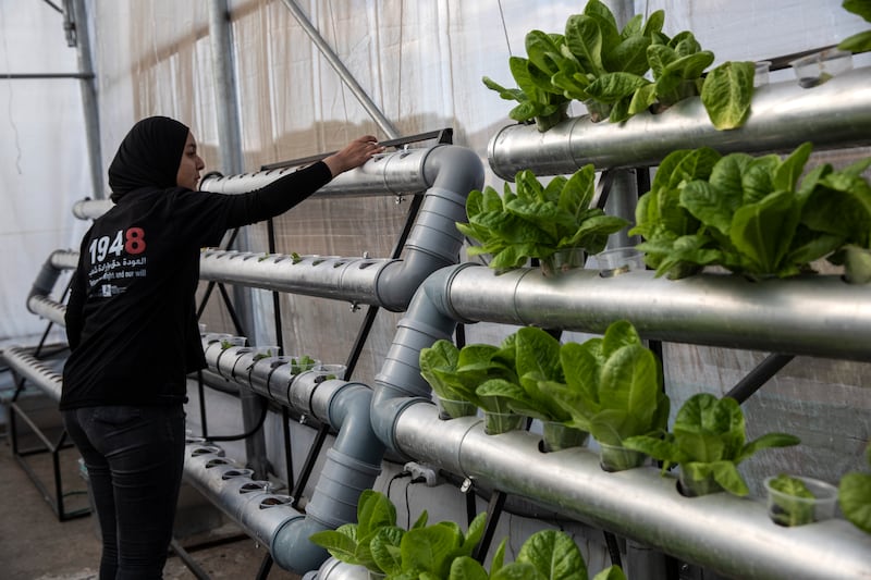 Palestinian teenager Saaden Alan ,14, plants lettuce during a workshop held at the rooftop garden.