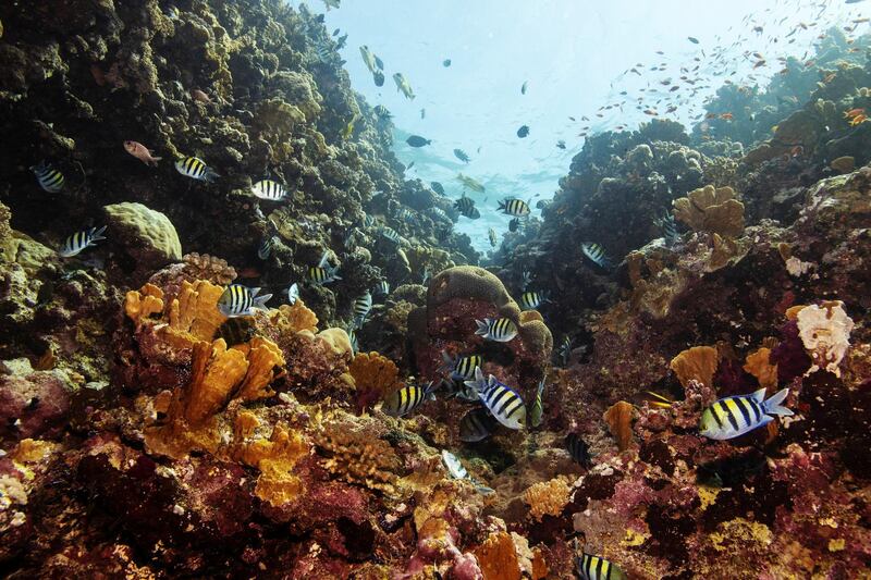 KAUST scientists are developing techniques that will grow reefs in a few years rather than hundreds of years. Reuters