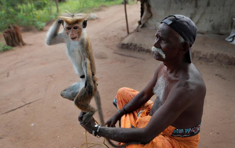 A Sri Lankan Telugu man holds his monkey performing tricks in a colony in Nachchikulama, Sri Lanka. Sri Lanka's Telugu community, whose nomadic lifestyle has increasingly clashed with the modern world, is facing another threat that could hasten its decline: the COVID-19 pandemic. AP Photo