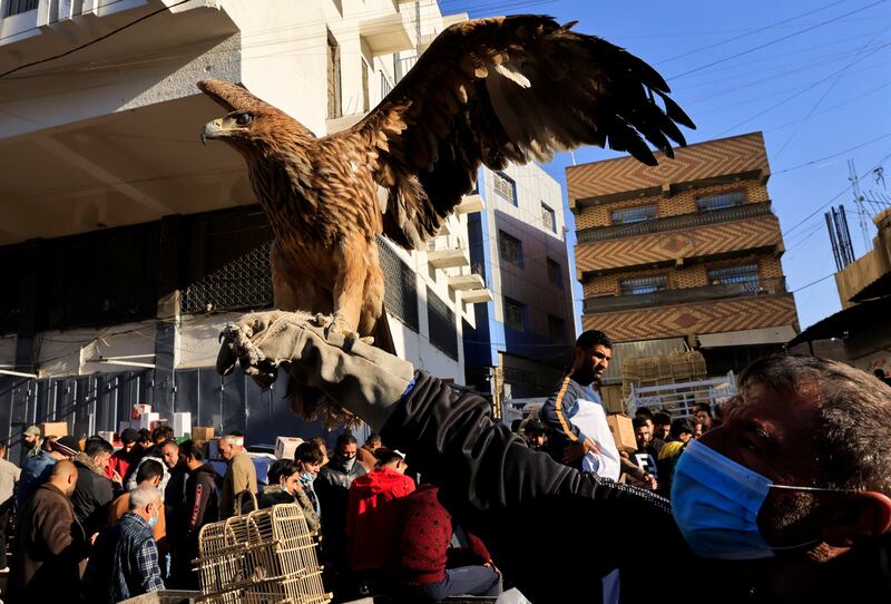 A man holds up a falcon in the middle of the market